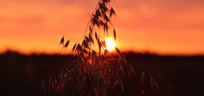 Sun setting behind a stem of barley in a field