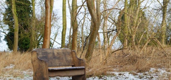 Wooden bench in a bare winter woodland