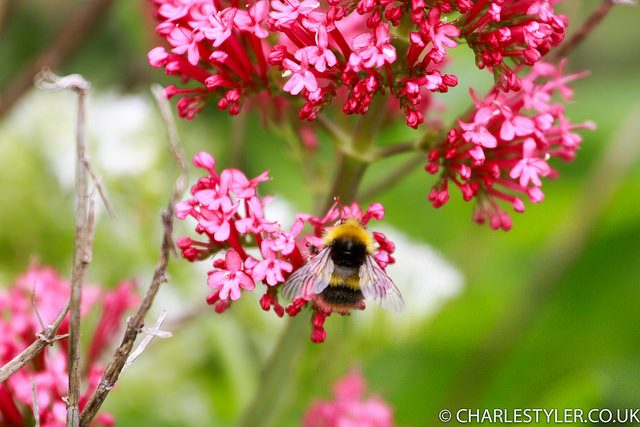 Bumblebee on pink valerian flowers