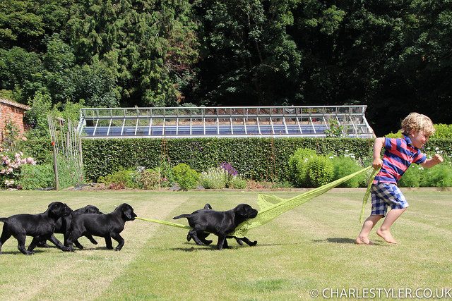 Litter of black Labrador puppies playing with a boy in a garden