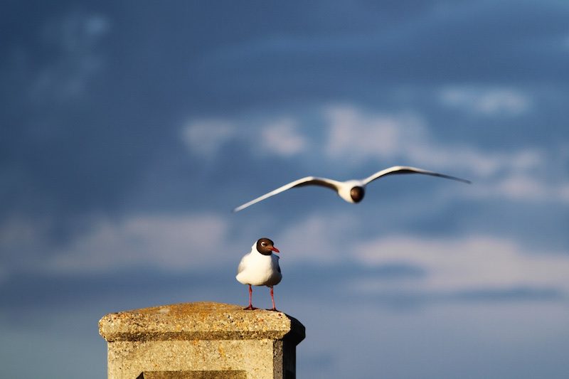Two black-headed gulls, one perched, one in flight
