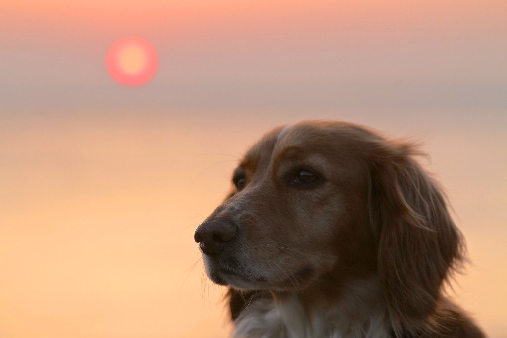 Dog's portrait against a pink sunset