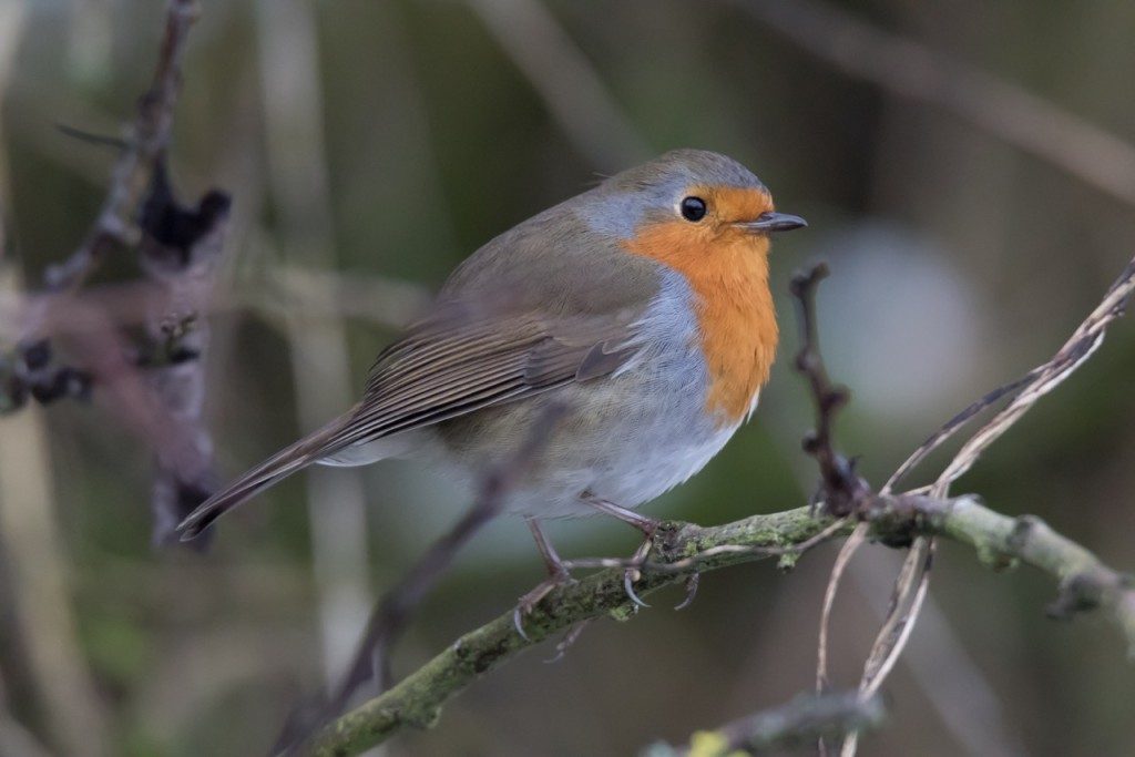 A robin perched on a branch