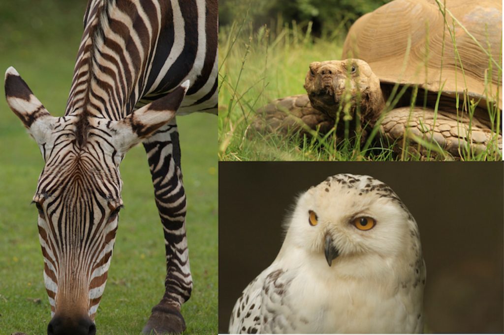 Collage of a zebra, tortoise and snowy owl