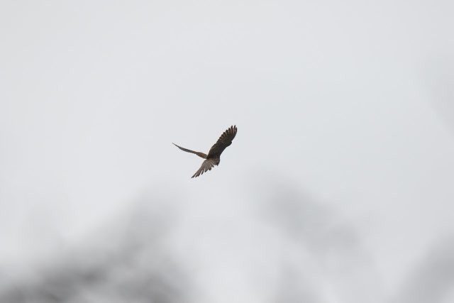 About to Drop, Hawk.