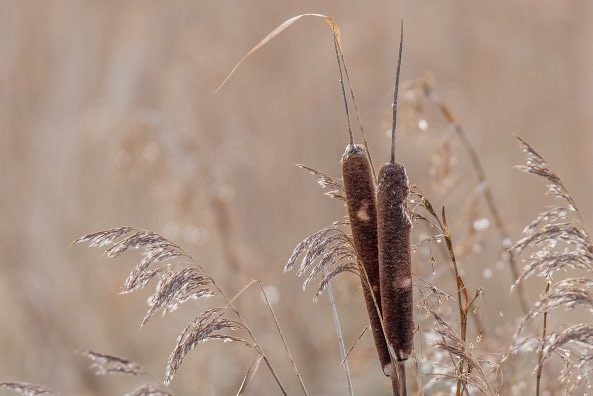 Bullrushes and Reeds