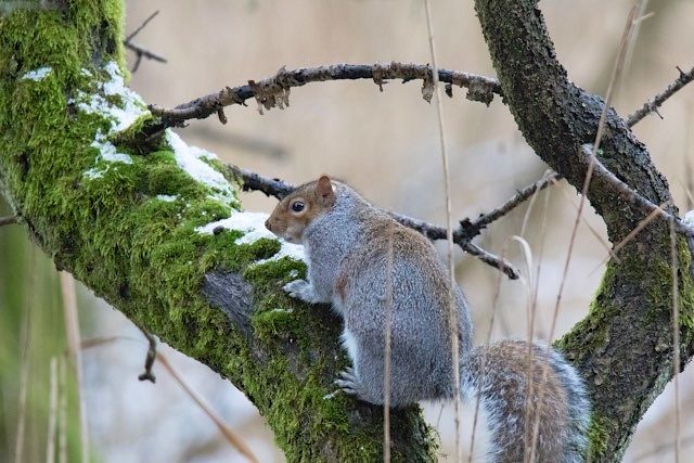 Cheeky Squirrel