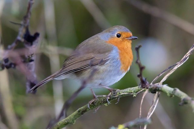 Week 11 — Wary Wildlife