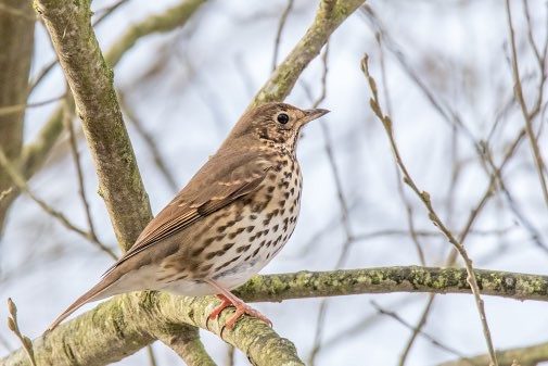 Thrush showing its Colours