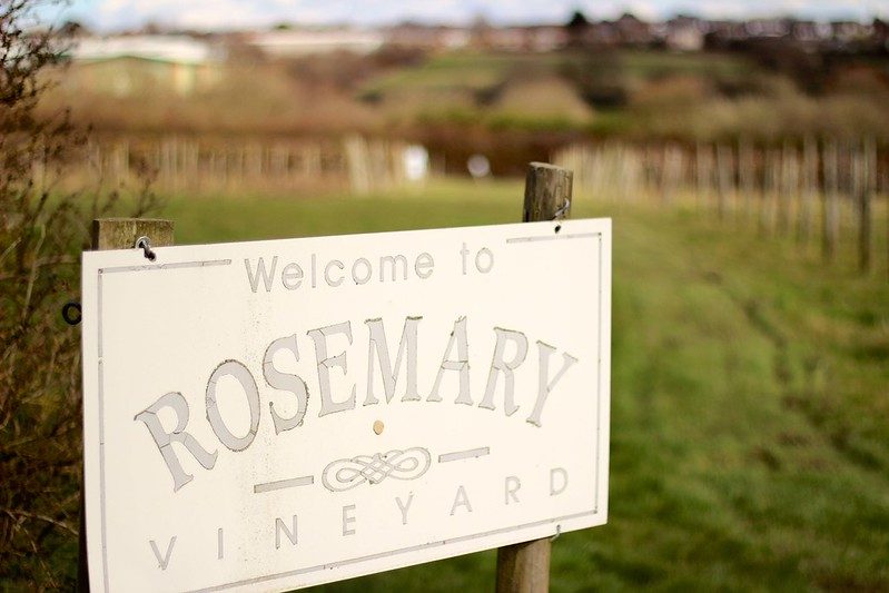 Week 13 — Rosemary Vineyard