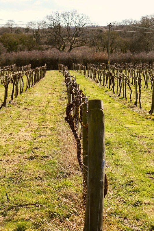 Week 13 — Rosemary Vineyard
