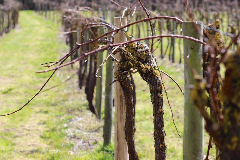 Twisted Vines
