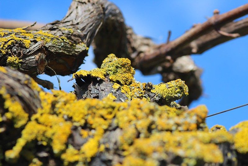 Vine Lichen