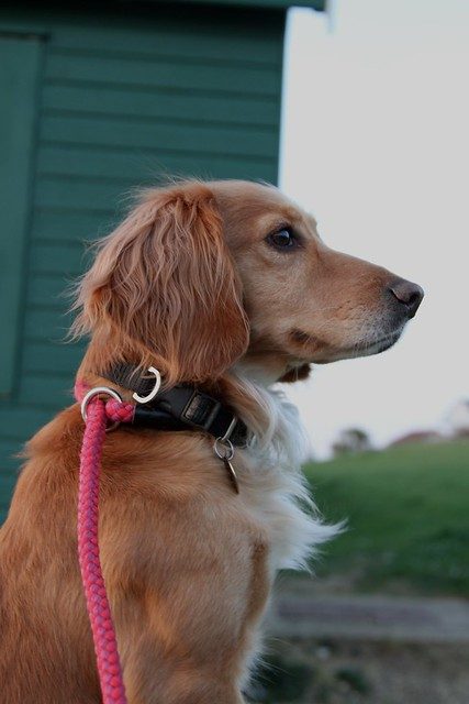 Looking for Mum!