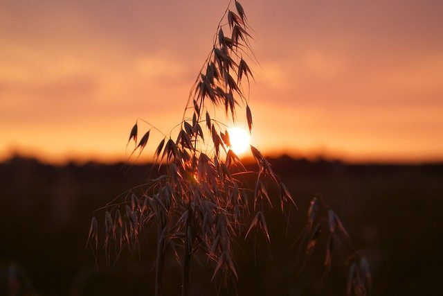 Focused Barley Sunset