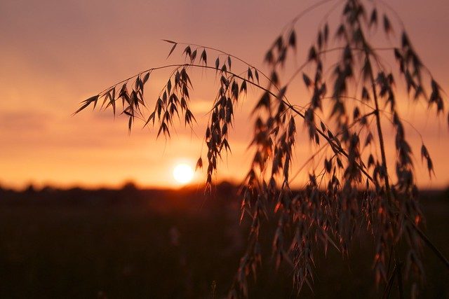 Sunset Barley