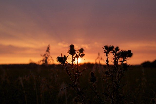 Thistle Sunset Glow