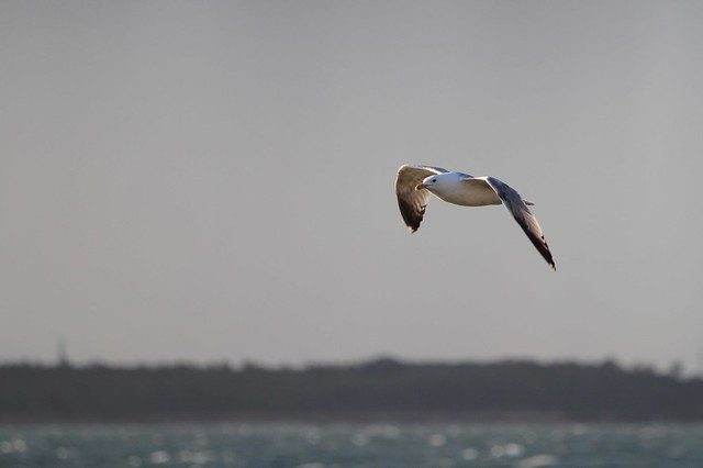 Cruising the Waves