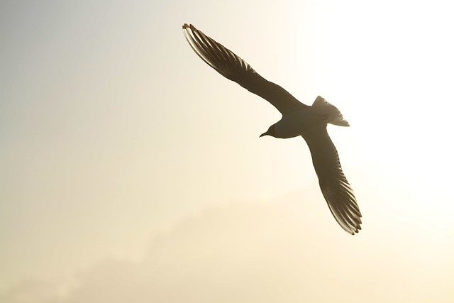 Wing Tips