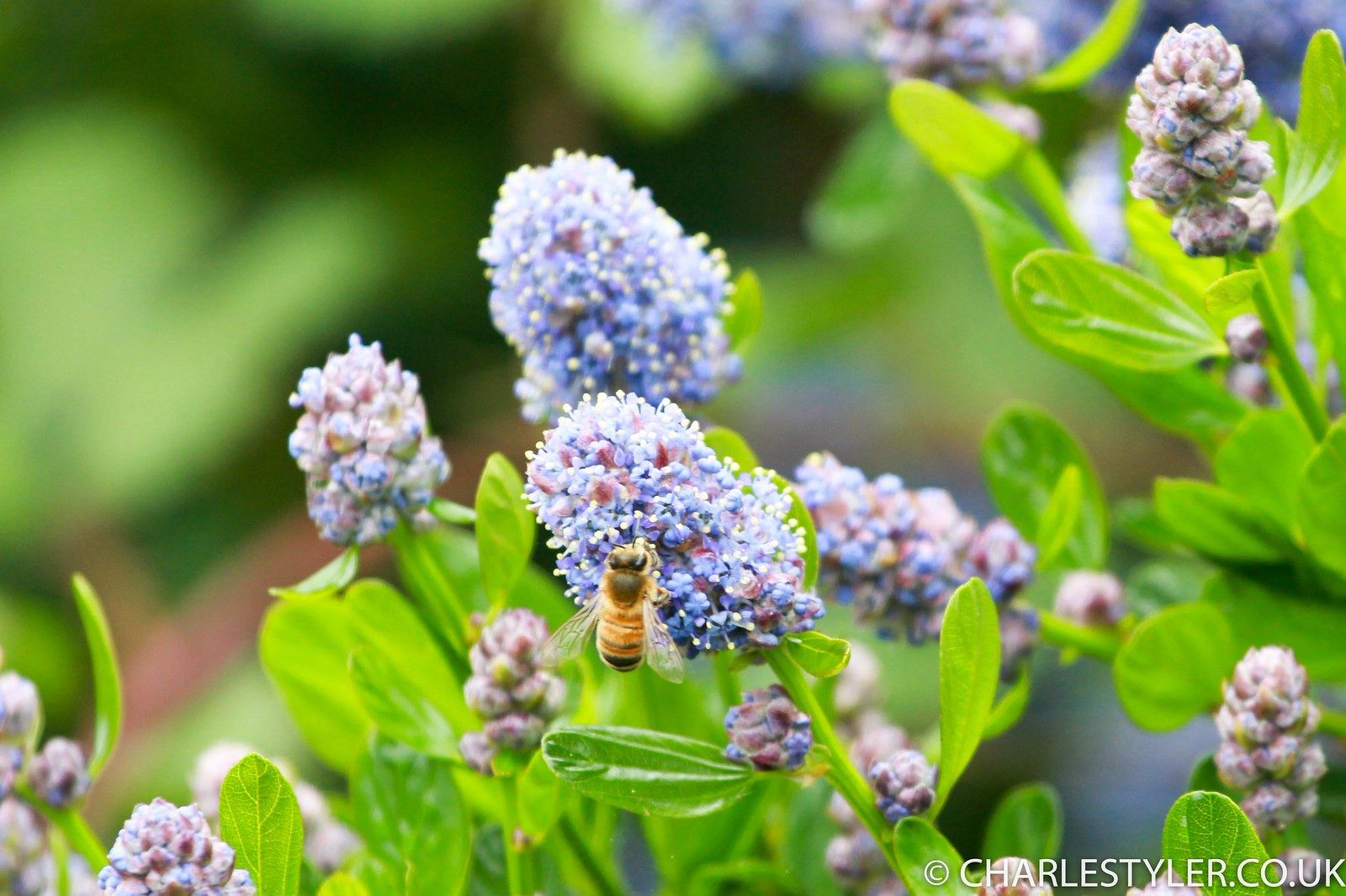 Honey Bee on Blue