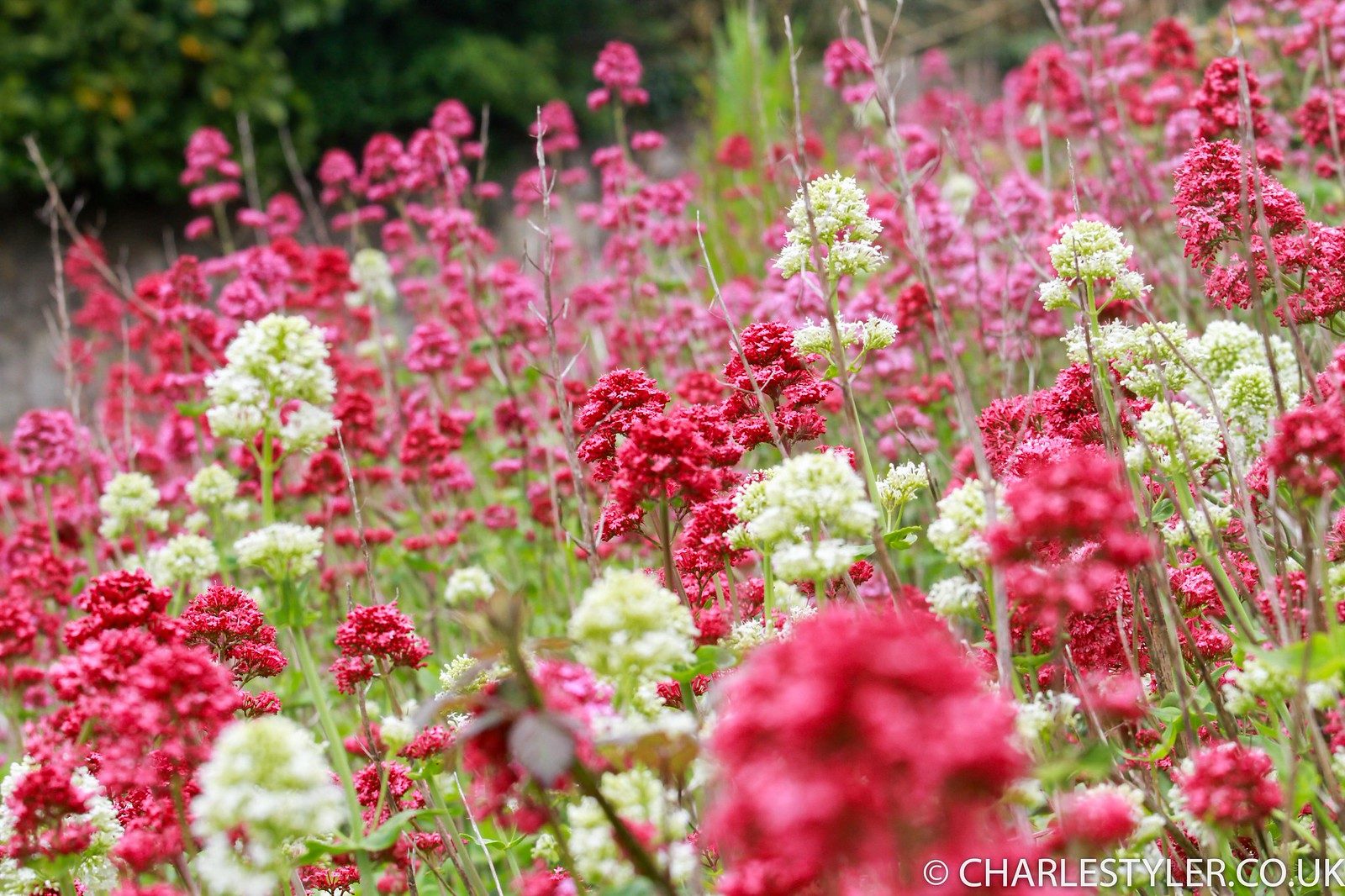 The Flower Bank