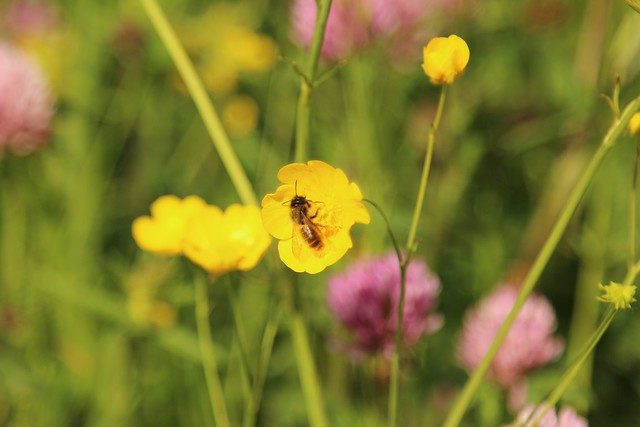 Buttercup Bee