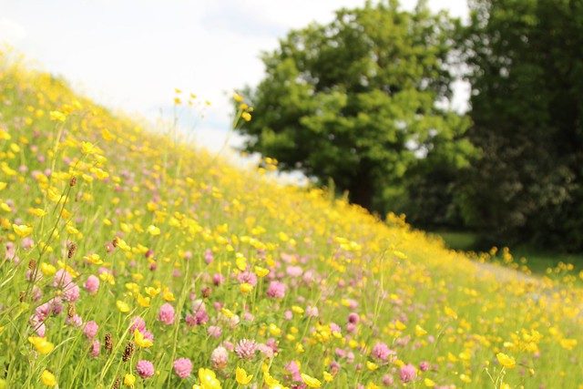 Week 3 — Bees and Buttercups
