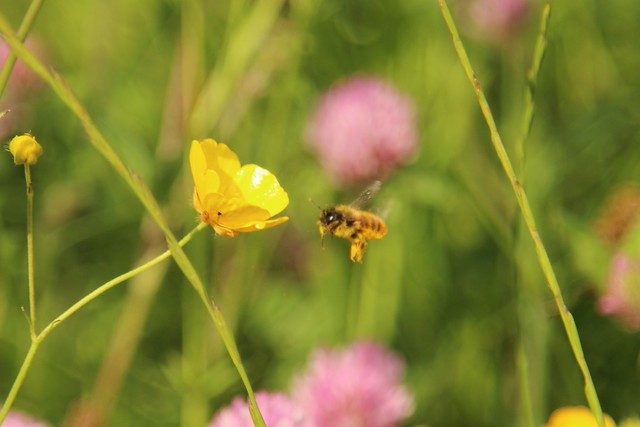 Hovering Bee, closest to completing the challenge.