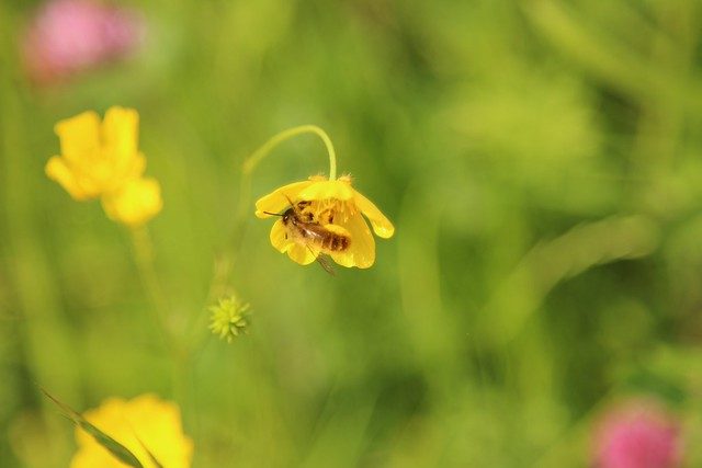 The Weight if a Bee.
