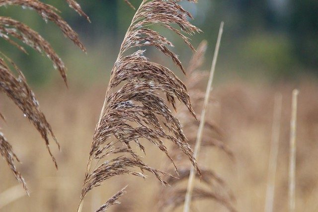 Macro Reeds