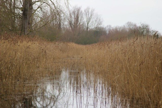 Reed Bed Canal