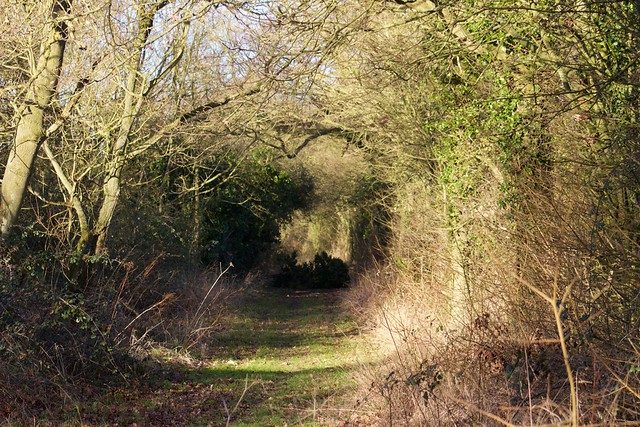 Woodland Tunnel