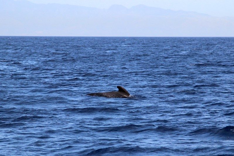 A Fin Slicing Through
