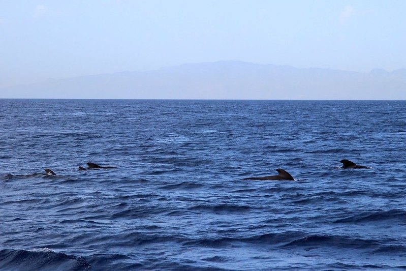 The Whale Pod